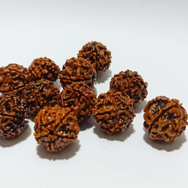 Rudraksha