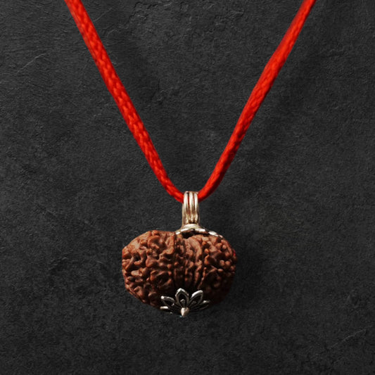 11 Mukhi Rudraksha Nepal