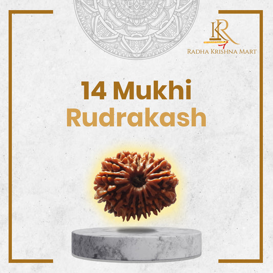 14 Mukhi Rudraksha Nepal