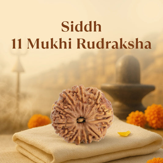 Kashi Siddh Nepal Origin 11 Mukhi Rudraksha