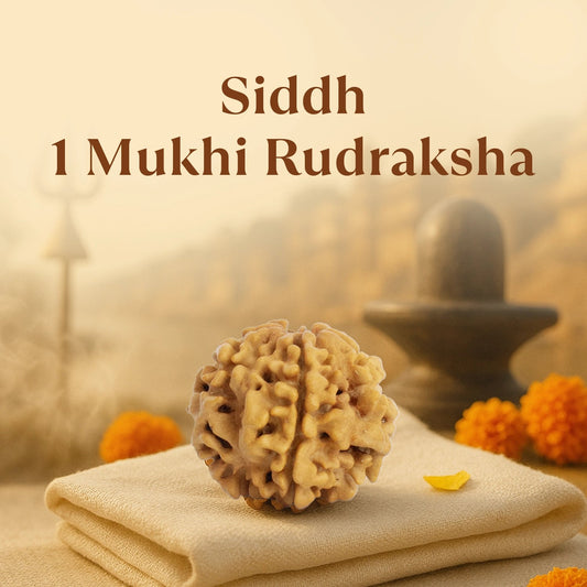 Kashi Siddh Nepal Origin 1 Mukhi Rudraksha