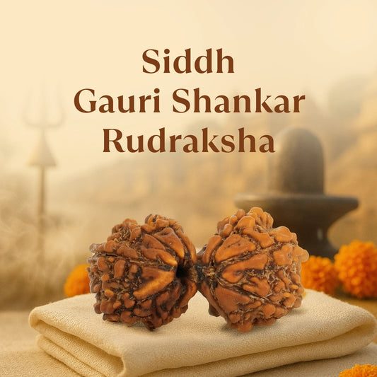 Kashi Siddh Nepal Origin Gauri Shankar Rudraksha - 18mm - 22mm