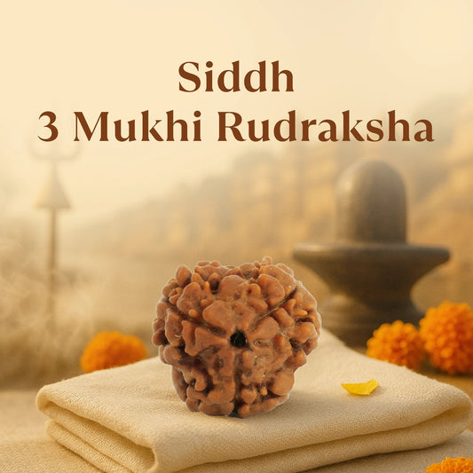 Kashi Siddh Nepal Origin 3 Mukhi Rudraksha