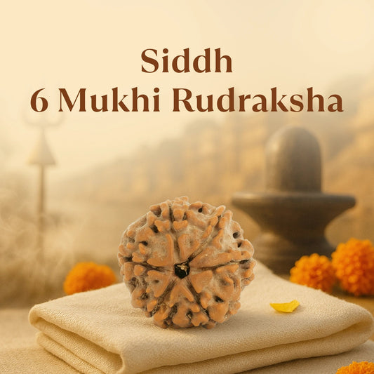 Kashi Siddh Nepal Origin 6 Mukhi Rudraksha