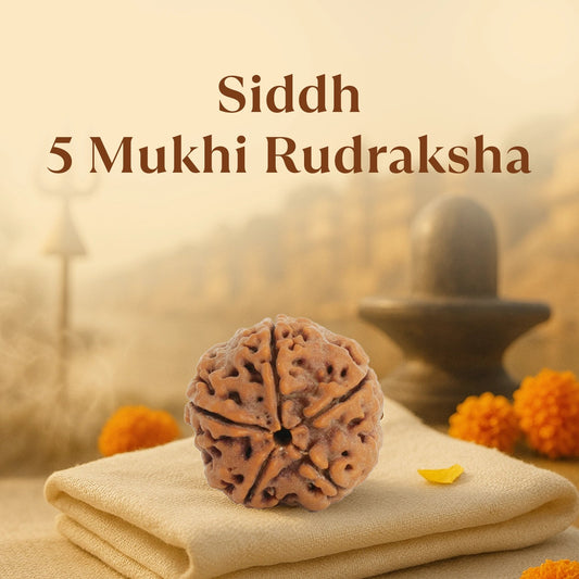Kashi Siddh Nepal Origin 5 Mukhi Rudraksha