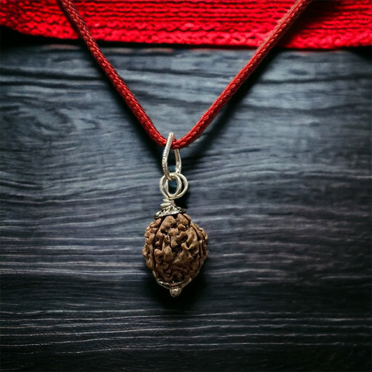 Kashi Siddh Nepal Origin 4 Mukhi Rudraksha