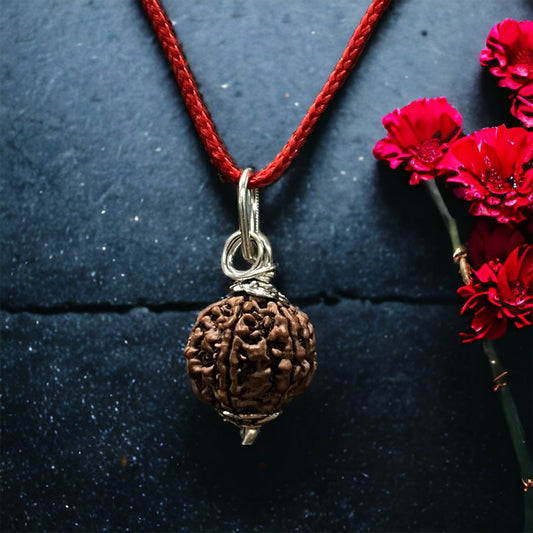 Kashi Siddh Nepal Origin 6 Mukhi Rudraksha