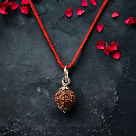 Kashi Siddh Nepal Origin 7 Mukhi Rudraksha