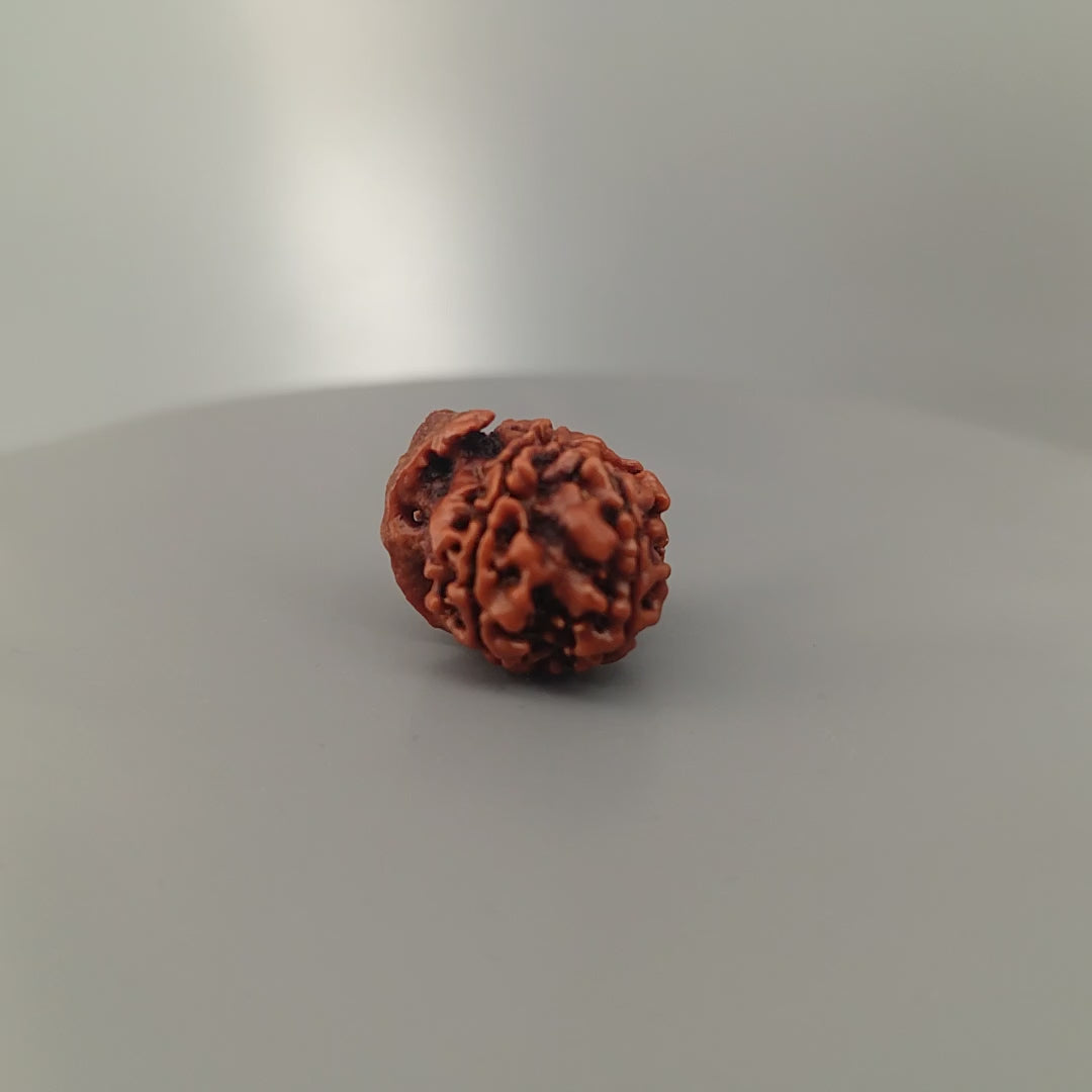 Ganesh Rudraksha