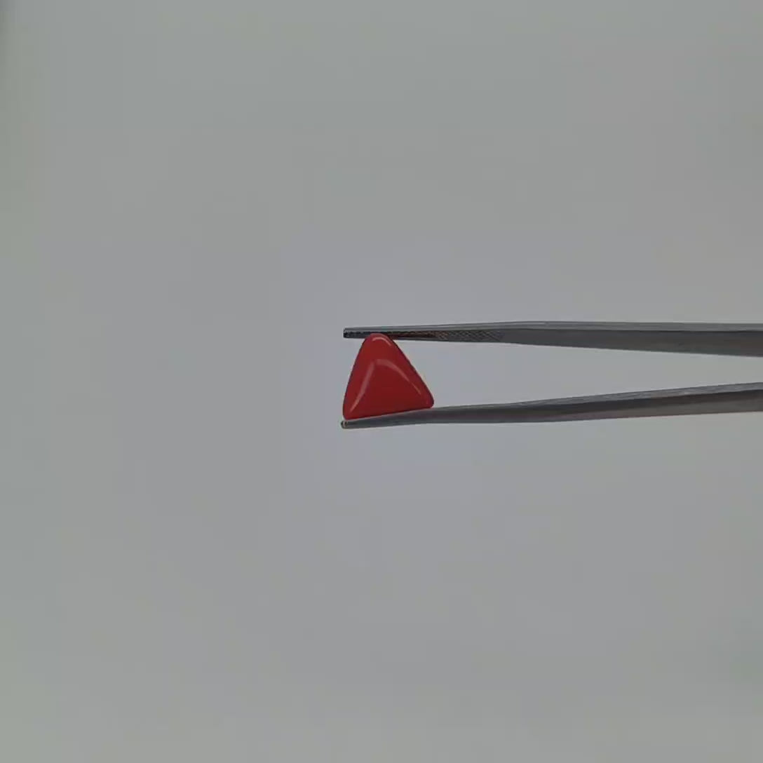 Red Coral (Moonga) Italy