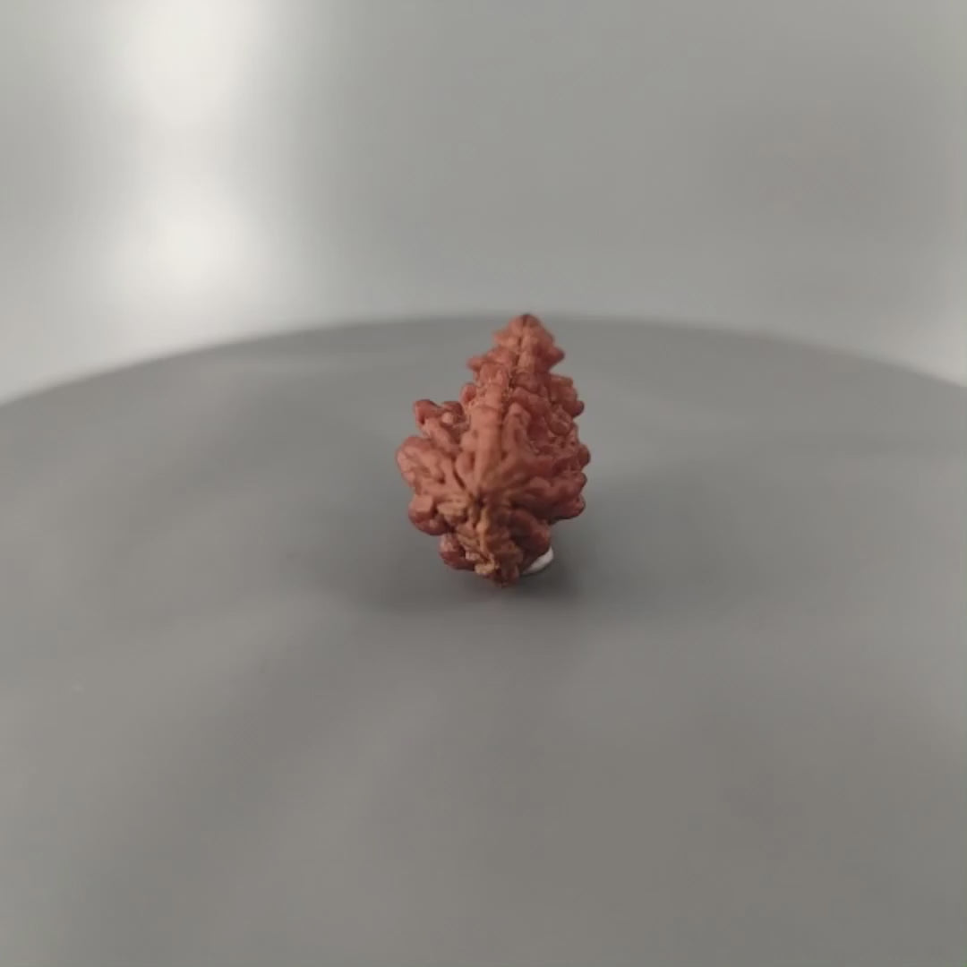1 Mukhi Rudraksha