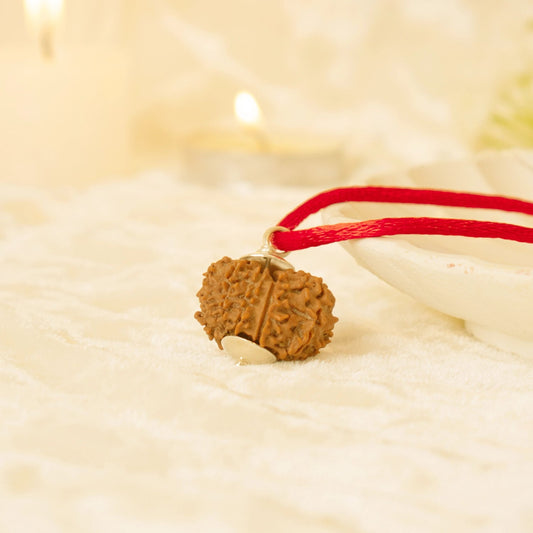 Kashi Siddh Nepal Origin 12 Mukhi Rudraksha