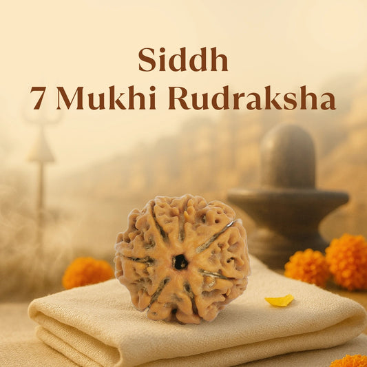 Kashi Siddh Nepal Origin 7 Mukhi Rudraksha