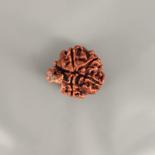 Ganesh Rudraksha