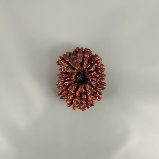 13 Mukhi Rudraksha Nepal