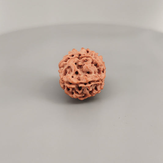 6 Mukhi Rudraksha Nepal