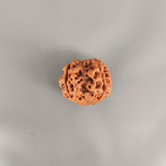 4 Mukhi Rudraksha Nepal