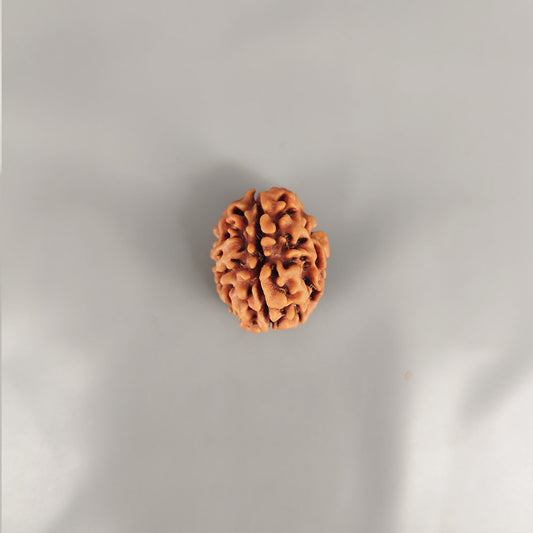3 Mukhi Rudraksha Nepal