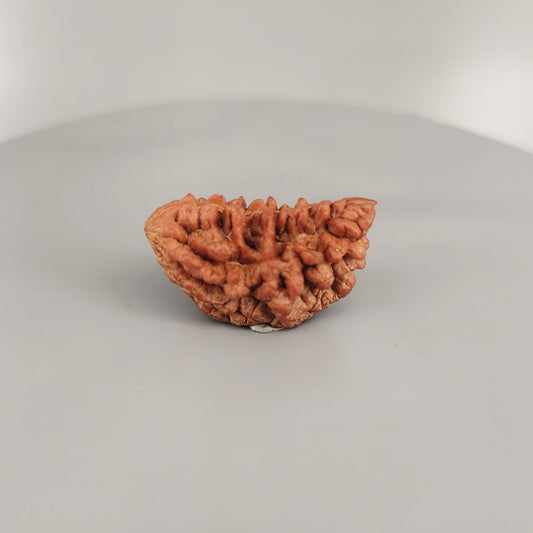 1 Mukhi Rudraksha