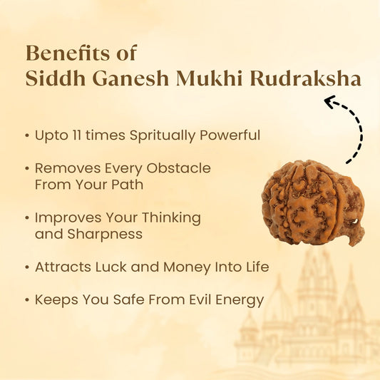 Kashi Siddh Nepal Origin Ganesh Mukhi Rudraksha