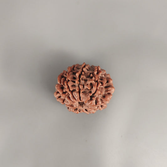 9 Mukhi Rudraksha Nepal