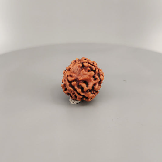 5 Mukhi Rudraksha Nepal