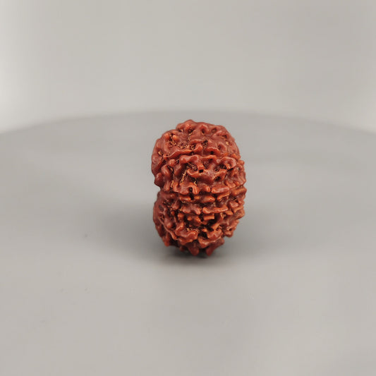 10 Mukhi Rudraksha Nepal