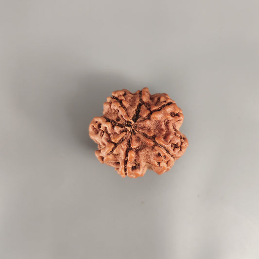 7 Mukhi Rudraksha Nepal