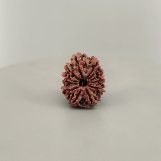 11 Mukhi Rudraksha Nepal