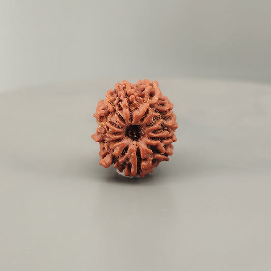 12 Mukhi Rudraksha Nepal