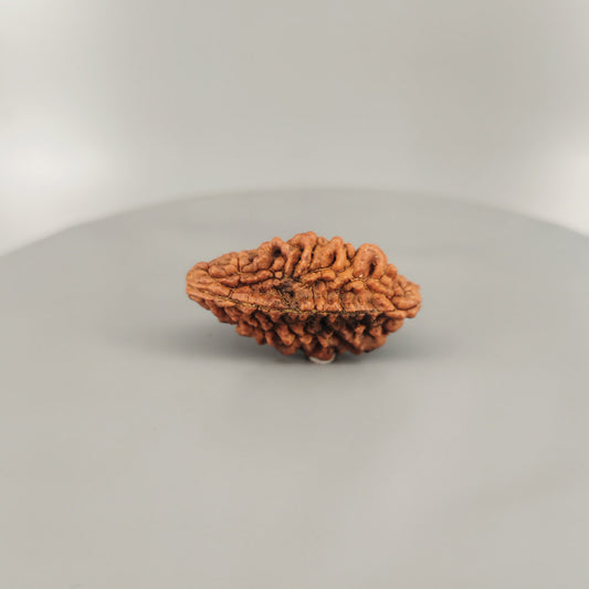 2 Mukhi Rudraksha