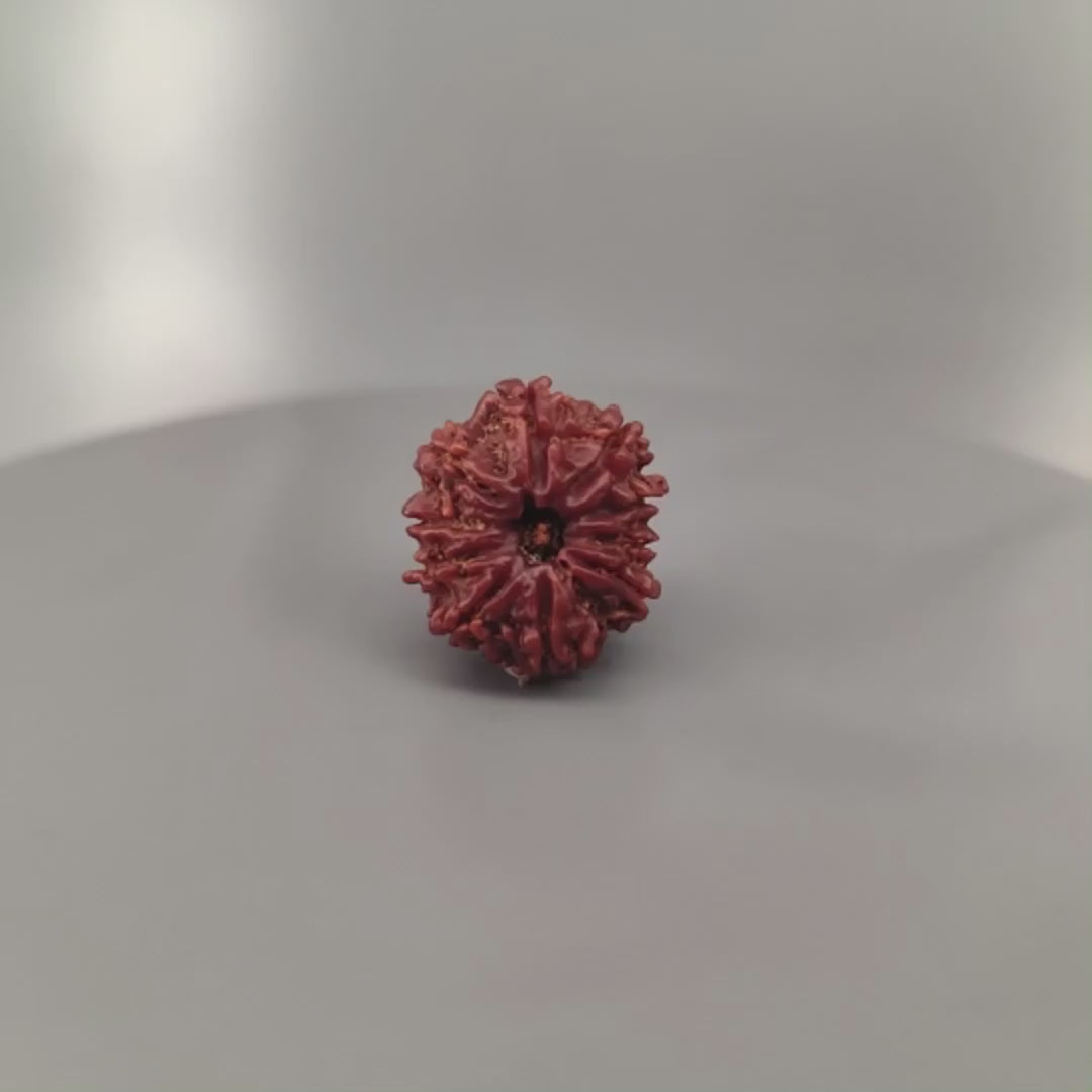 10 Mukhi Rudraksha Nepal