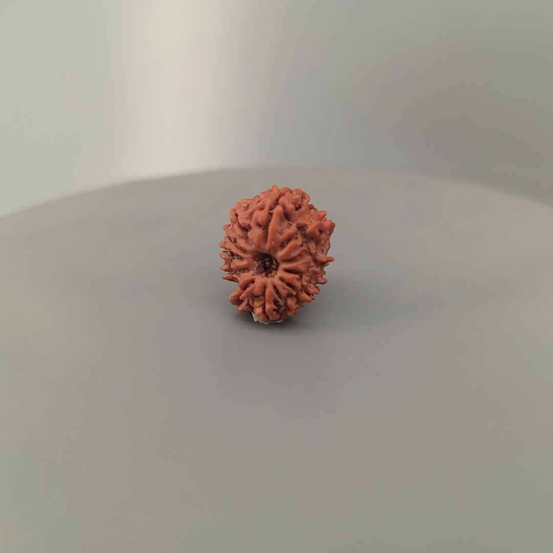 12 Mukhi Rudraksha Nepal