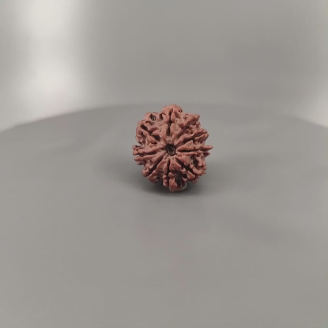 9 Mukhi Rudraksha Nepal
