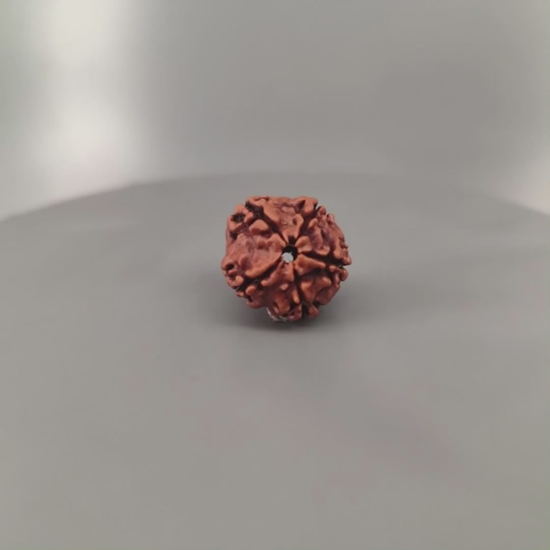 5 Mukhi Rudraksha Nepal