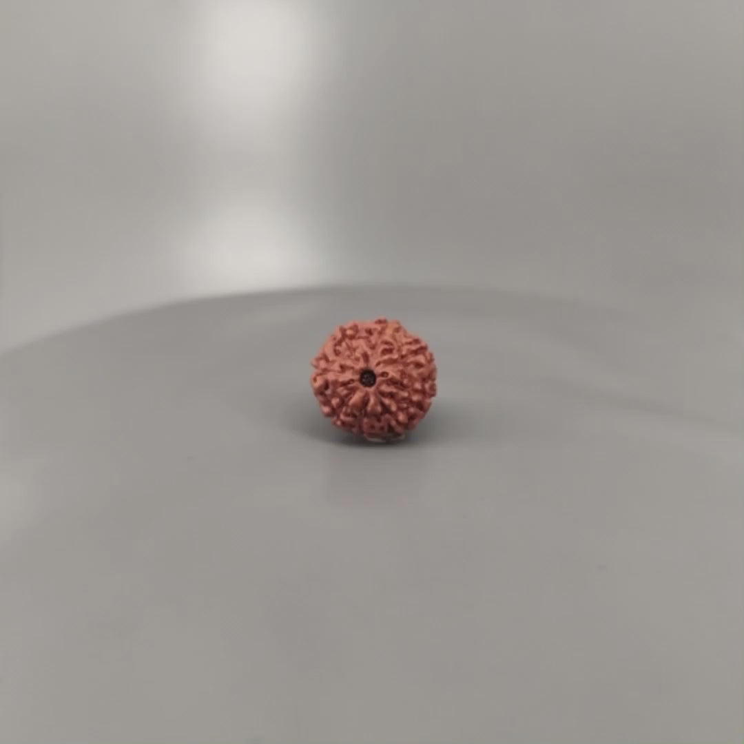 8 Mukhi Rudraksha Nepal