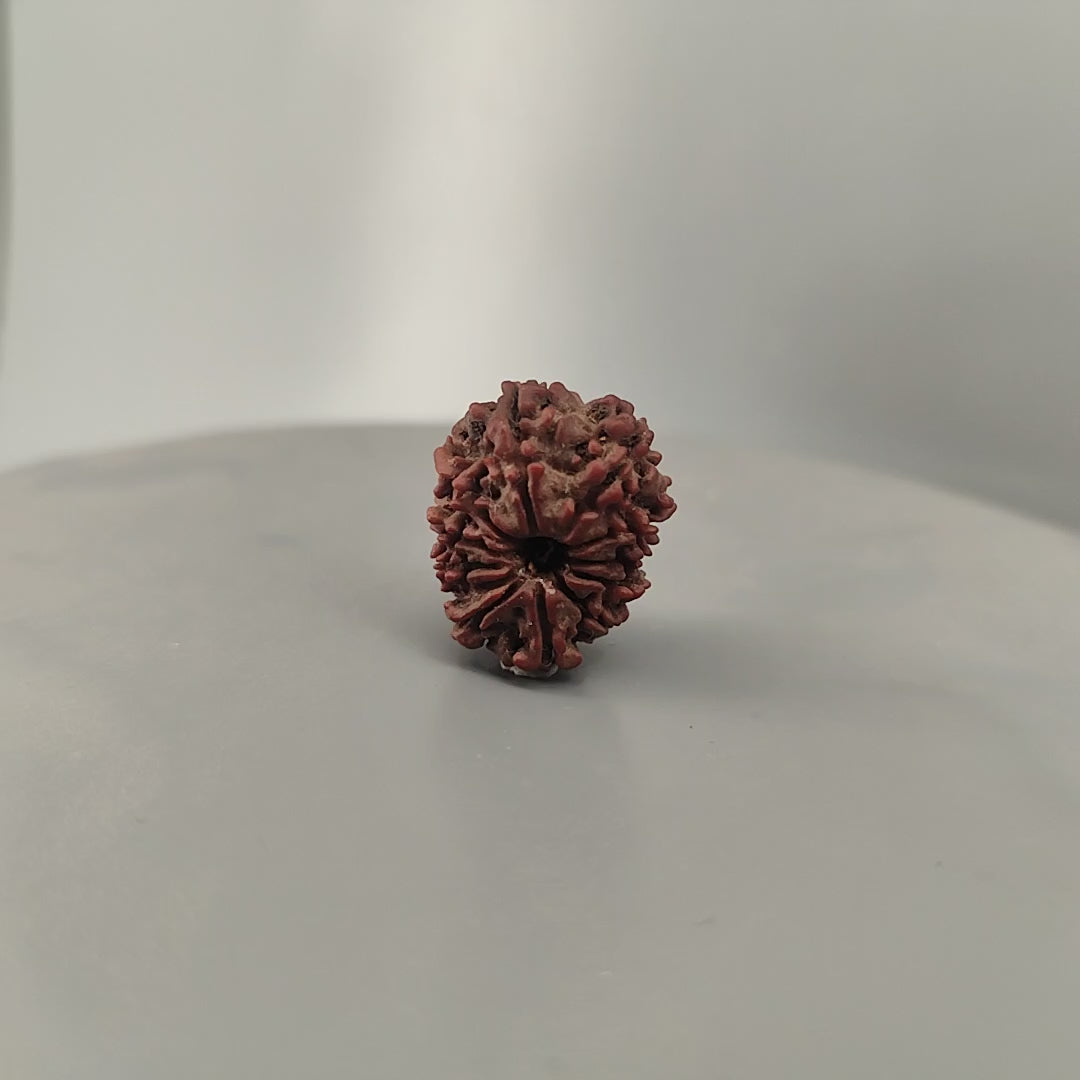 11 Mukhi Rudraksha Nepal