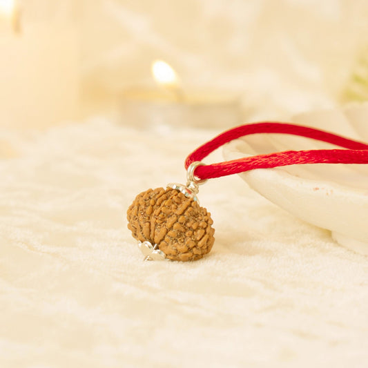 Kashi Siddh Nepal Origin 13 Mukhi Rudraksha